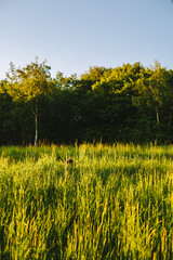 Spring landscape, green grass, wild flowers bloom. In the foreground is an old pruned tree. Time before sunset.