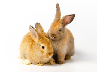 Two cute brown rabbits with different actions sitting on white rabbit. Lovely action of adorable baby rabbit .