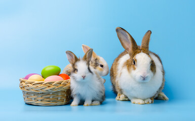 Mother rabbit with two young bunny sitting next to a colorful basket of easter eggs on blue background.
