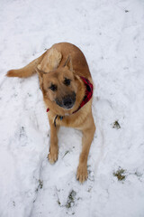 Chester sits happily on the snow