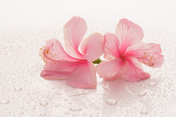 Fototapeta na wymiar Pink hibiscus flower and reflect isolated on white background.