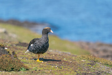 The kelp goose (Chloephaga hybrida)