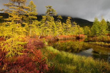 Yellow larch trees on a stream on a sunny autumn morning