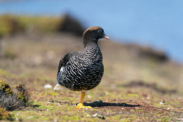 The kelp goose (Chloephaga hybrida)