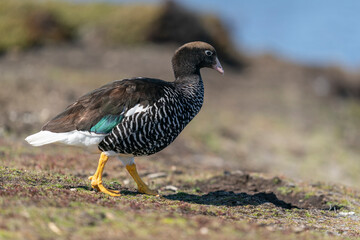 The kelp goose (Chloephaga hybrida)
