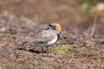 The two-banded plover (Charadrius falklandicus)