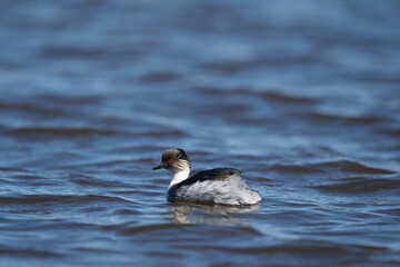 The silvery grebe (Podiceps occipitalis)