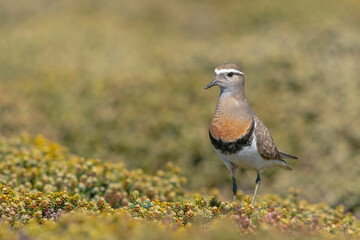 The rufous-chested plover (Charadrius modestus) or rufous-chested dotterel.
