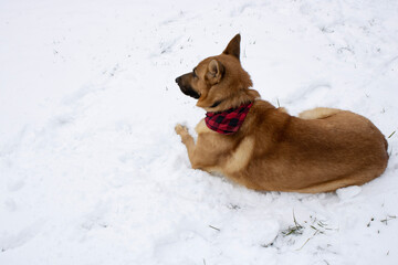 Chester sits and stears in the snow 1