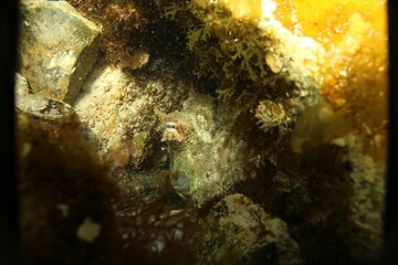 A common octopus hiding in its den