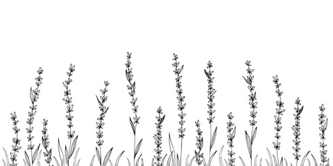 Vector lavender hand drawn illustration.Medical plant. © barberry