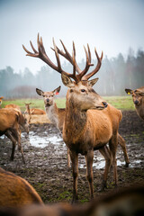 Noble male deer with big horns among his herd