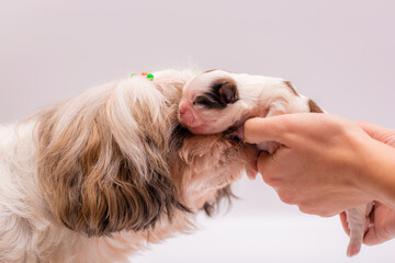 person holding a puppy