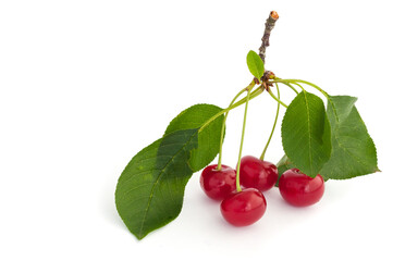 cherries on a branch. isolated on white background
