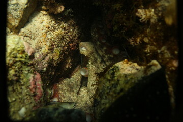A common octopus hiding in its den