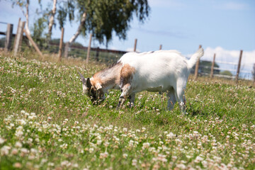 Bauernhofziege