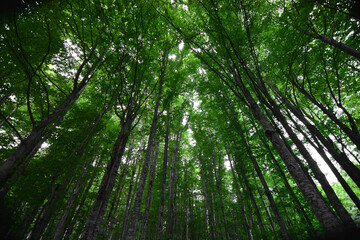 il verde intenso della foresta primaverile