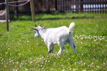 kleine Ziege auf einer Sommerwiese