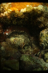 A common octopus hiding in its den