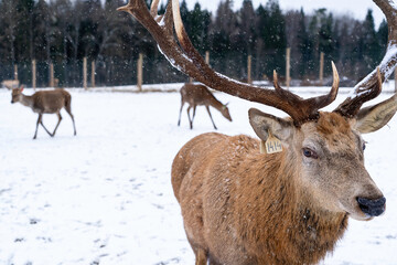 Deer in snowy forest field