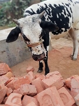 Angry cow ,Cow is a milch animal