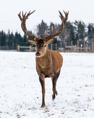 Naklejka na ściany i meble Deer in snowy forest field