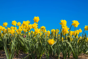 The first spring flowers daffodils.