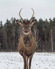 Naklejka na ściany i meble Deer in snowy forest field