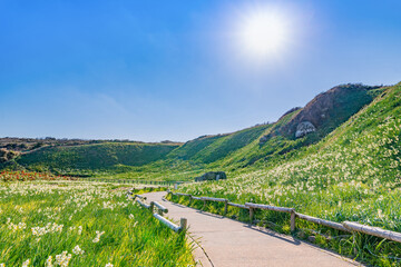 静岡県下田市爪木崎　野水仙の群落地　アロエの赤い花 © あんみつ姫