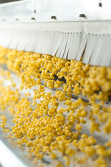 Pasta producing process, various types of pasta on conveyor belt