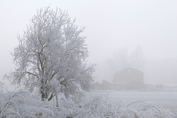 Winter scene with a rime covered tree and an abandoned house in fog.