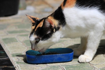 Photo Pregnant Domestic Female White Black and Yellow Color eating his instant food at blue plastic bowl