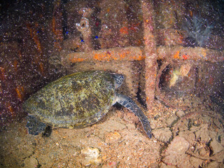 Obraz premium Green turtle in a shipwreck (La Paz, Baja California Sur, Mexico)