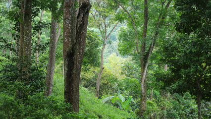trees in a tropical rain forest