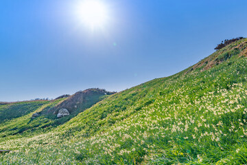 静岡県下田市爪木崎　野水仙の群落地	