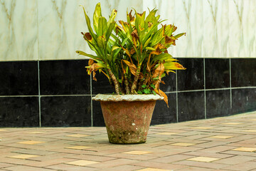 Flowerpot on the white ground floor in to the mosque