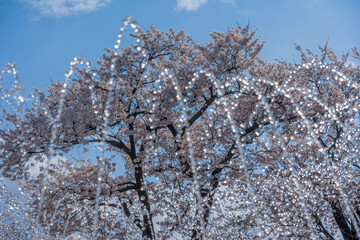 噴水と満開の桜