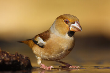 The hawfinch (Coccothraustes coccothraustes) sitting on the branch.Portrait of a very colorful European songbird with a brown background. Hafinch by the water.