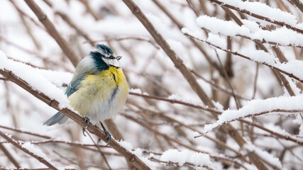 Wildlife nature bird background - Close-up from beautiful blue tit / Cyanistes caeruleus sitting on a tree trunk / branch in the winter with snow