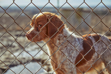 hunting dog inside a cage during a sunny morning