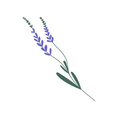 Purple lavender or lavandula with stem and leaves isolated on white background. Delicate lilac flower of lavander. Colorful flat vector illustration - obrazy, fototapety, plakaty