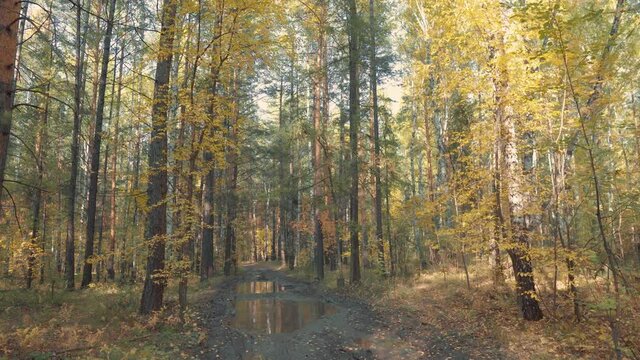 Dirty Road Through Autumn Forest. Sunny Morning in the Mixed Forest. Smooth Camera Movement. Autumn Beauty Concept.