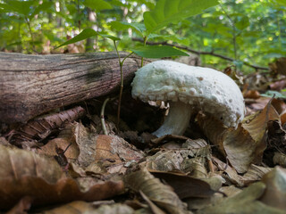Wild mushroom with white cap on forest floor next to the dry branch surrounded with dry leaves