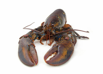 Fresh raw lobster isolated on white background, American lobster