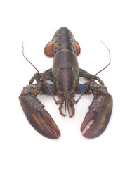 Fresh raw lobster isolated on white background, American lobster