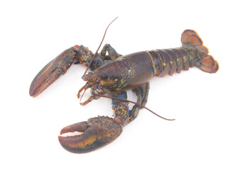 Fresh raw lobster isolated on white background, American lobster