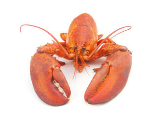 Lobster isolated on white background, American lobster (Homarus americanus) 