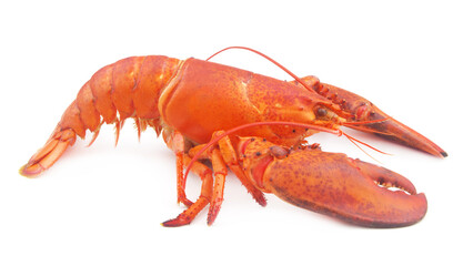 Boiled lobster isolated on white background