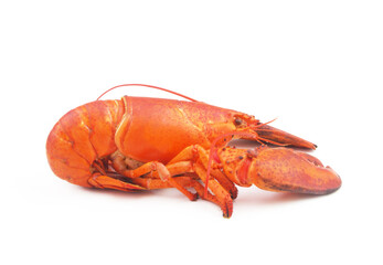 Lobster isolated on white background, American lobster (Homarus americanus) 