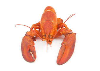 Cooked lobster isolated on white background, American lobster (Homarus americanus) 